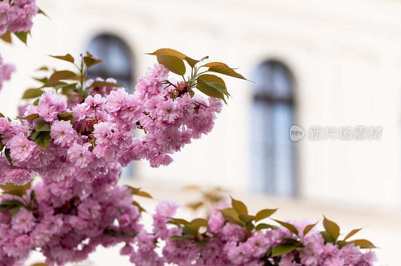 一棵日本樱桃(Prunus serrulata)树的特写照片